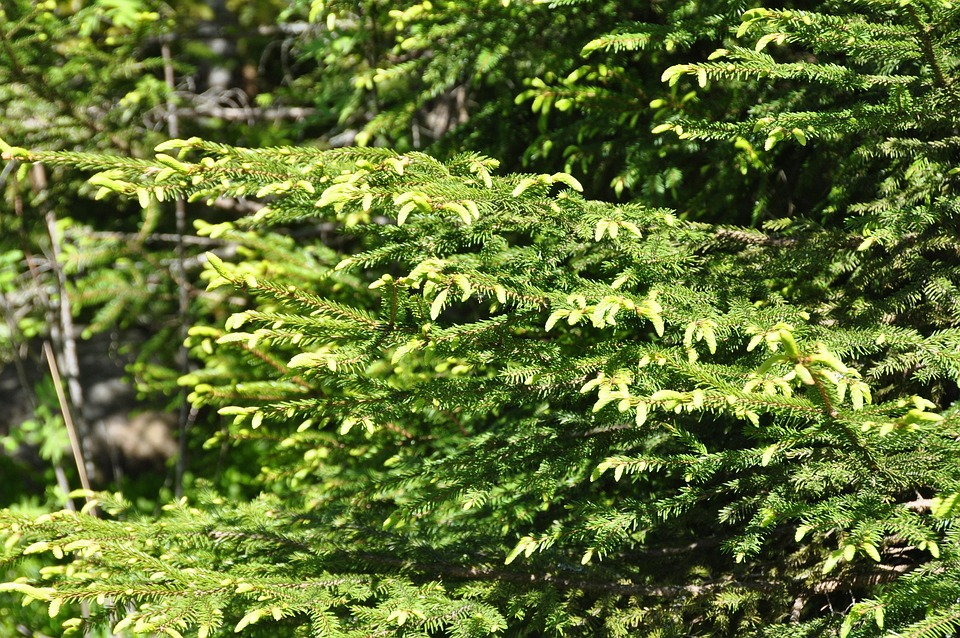 Miško pardavimas – ką turite žinoti